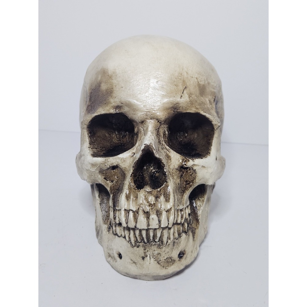 Goth Resin Skull 6" Halloween Prop Spooky Realistic Human Skeleton Decor